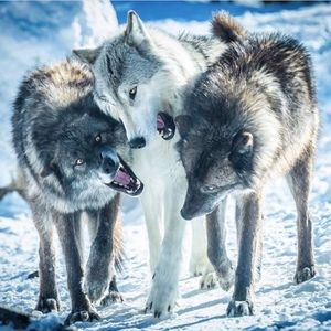 Meet your Posher, Karli